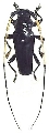 Ancylosternus morio albicornis