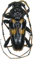 Andraegoidus variegatus 