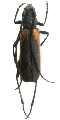 Anoplistes halodendri ephippium