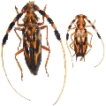 Batus barbicornis