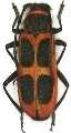 Calchaenesthes oblongomaculata
