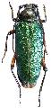 Crioprosopus rimosus