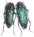 Crioprosopus rimosus