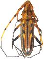 Ceragenia bicornis