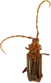 Chydarteres striatus