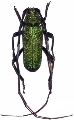 Deltaspis cyanipes