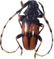 Trachyderes (Dendrobias) mandibularis