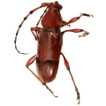 Dicelosternus corallinus