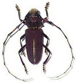 Dorcacerus barbatus