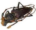 Dorcacerus barbatus