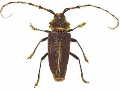 Dorcacerus barbatus