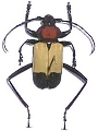 Euryclelia cardinalis