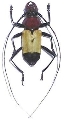 Euryclelia cardinalis