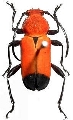 Euryphagus lundii