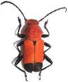 Euryphagus lundii