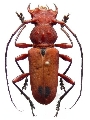 Euryphagus lundii