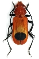 Euryphagus miniatus