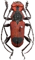 Euryphagus maxillosus