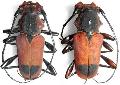 Euryphagus maxillosus