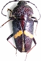 Megaderus stigma