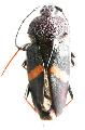 Megaderus stigma