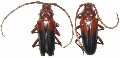 Oxymerus basalis