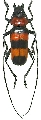 Pavieia superba