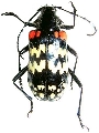 Poecilopeplus corallifer
