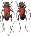 Purpuricenus budensis budensis