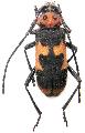 Purpuricenus dalmatinus