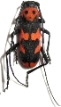 Purpuricenus dalmatinus