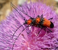 Purpuricenus desfontainii
