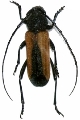 Purpuricenus ferrugineus