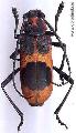 Purpuricenus hummeli