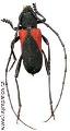 Purpuricenus humeralis
