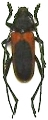 Purpuricenus kaehleri kaehleri