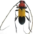 Purpuricenus laetus laetus