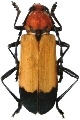 Purpuricenus laetus glauningi  
