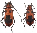 Purpuricenus lituratus
