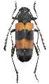 Purpuricenus malaccensis