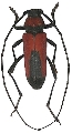 Purpuricenus budensis budensis