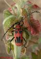 Purpuricenus lituratus