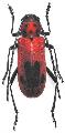 Purpuricenus lituratus
