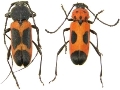 Purpuricenus quadrinotatus