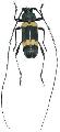 Purpuricenus sanguinolentus