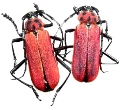 Purpuricenus temminckii