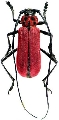 Purpuricenus temminckii