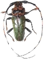 Retrachydes thoracicus