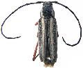 Sphaenothecus bilineatus
