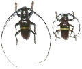 Trachyderes (Trachyderes) succinctus duponti